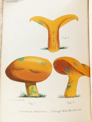 A Selection of the Eatable Funguses of Great Britain. Illustrated by W. G. Smith.