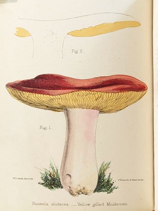 A Selection of the Eatable Funguses of Great Britain. Illustrated by W. G. Smith.