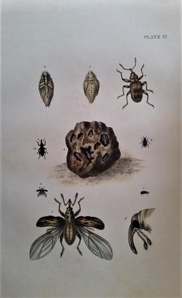 A Treatise on the Insect Enemies of Fruit and Fruit Trees. With numerous illustrations drawn from nature by Hockstein, under the immediate supervision of the author.