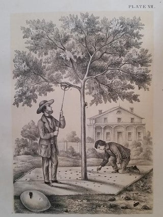 A Treatise on the Insect Enemies of Fruit and Fruit Trees. With numerous illustrations drawn from nature by Hockstein, under the immediate supervision of the author.