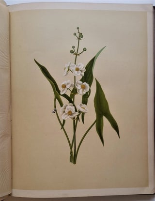 Wayside Flowers and Ferns. From Original Water-Colo Drawings by Isaac Sprague. Descriptive Text by the Rev. A. B. Hervey; With Selections by the Poets