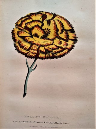 Item #593 A Concise and Practical Treatise on the Growth and Culture of the Carnation, Pink,...
