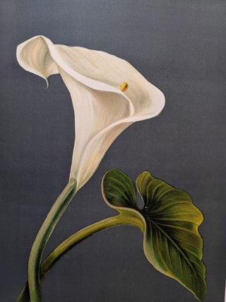Item #625 The Gathering of the Lilies. Illustrated by the Author, L. Clarkson, Author of with...